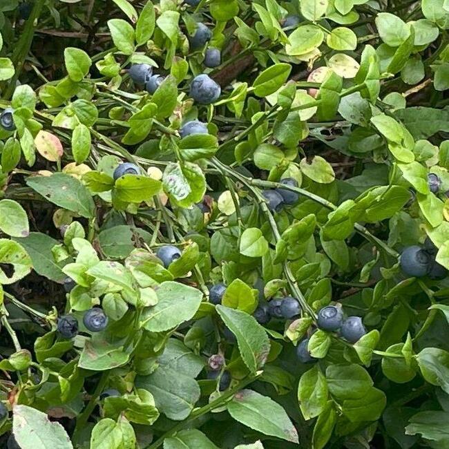 Heidelbeeren – Sträucher mit Beeren (© Stefanie Gärtner)