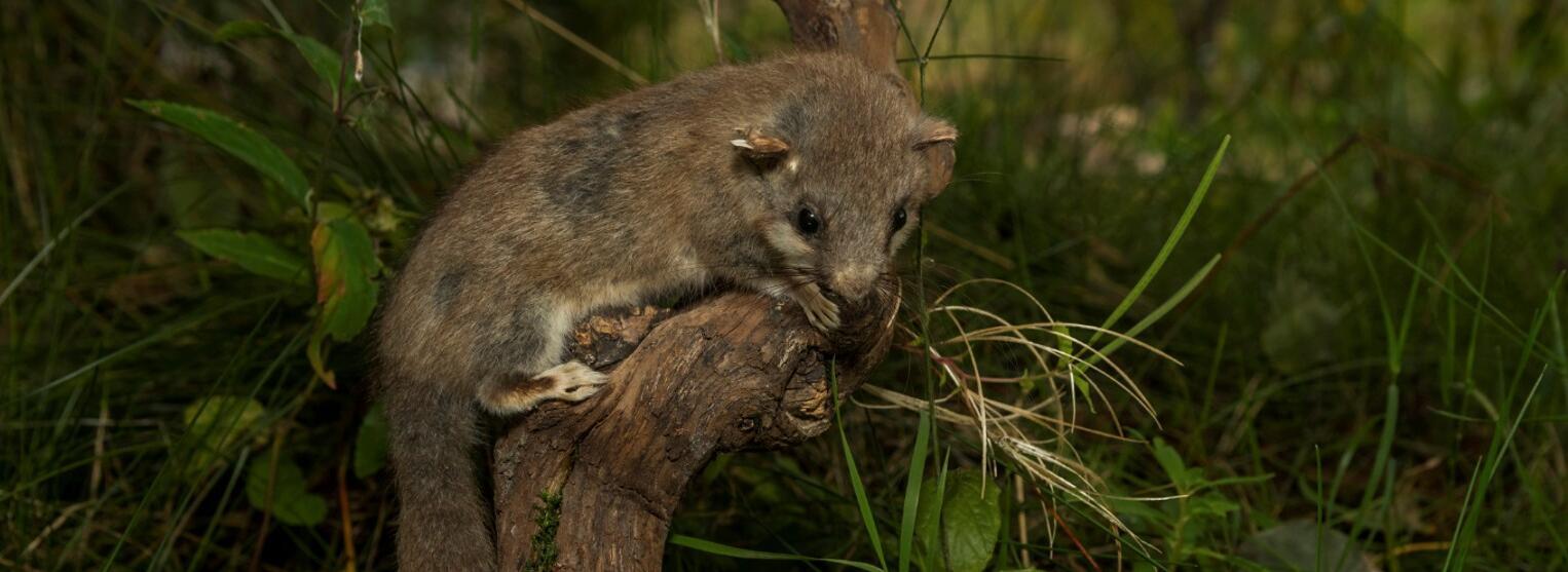 Siebenschläfer © Luis Scheuermann (Nationalpark Schwarzwald)