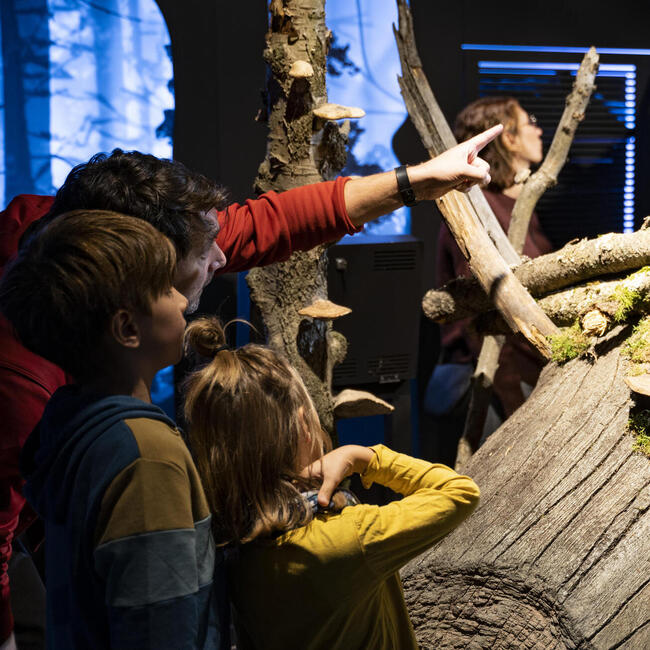 Drei Menschen schauen sich einen Baumstamm in einer Ausstellung an. Foto: Daniel Müller (Nationalpark Schwarzwald)