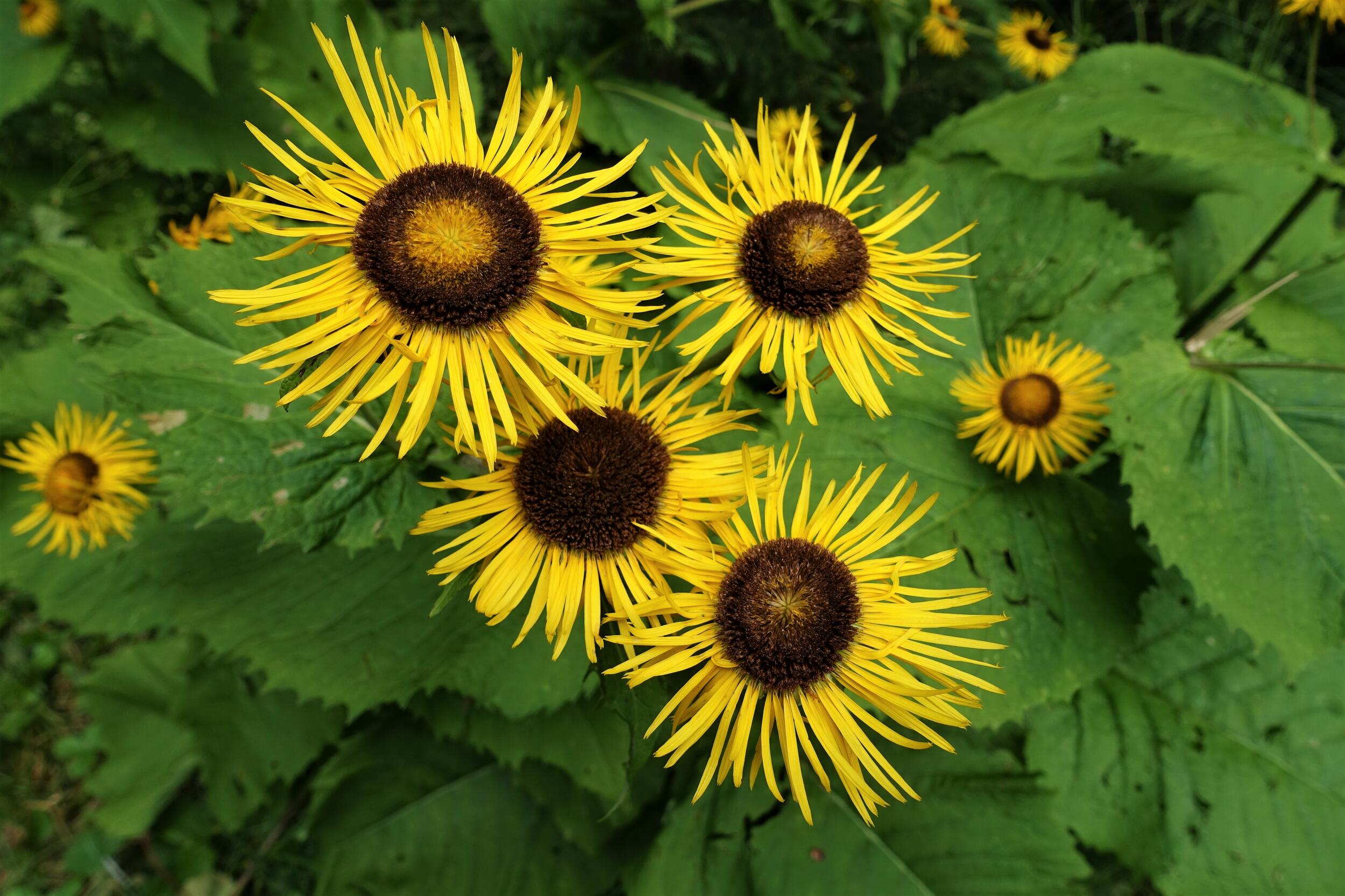 Blumen mit gelber Blüte