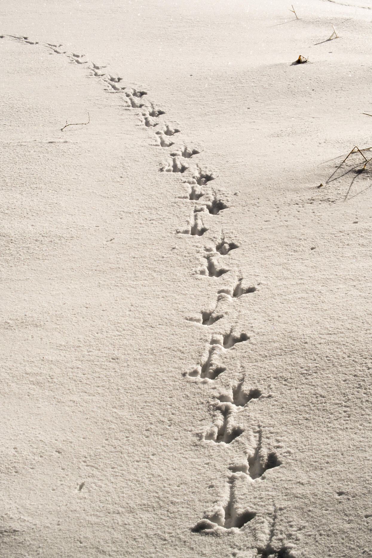 Vogelspur im Schnee. Foto: Arne Kolb (Nationalpark Schwarzwald)