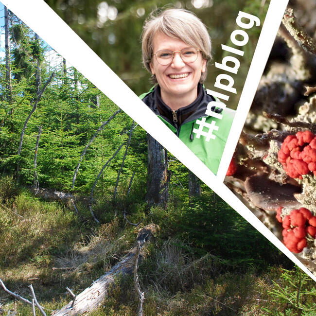 Collage aus drei Bildern: wilder Wald, eine Frau mit blonden Haaren und grüner Jacke und eine Felchte mit roten Köpfchen. Fotos: Charly Ebel/Daniel Müller (Nationalpark Schwarzwald)