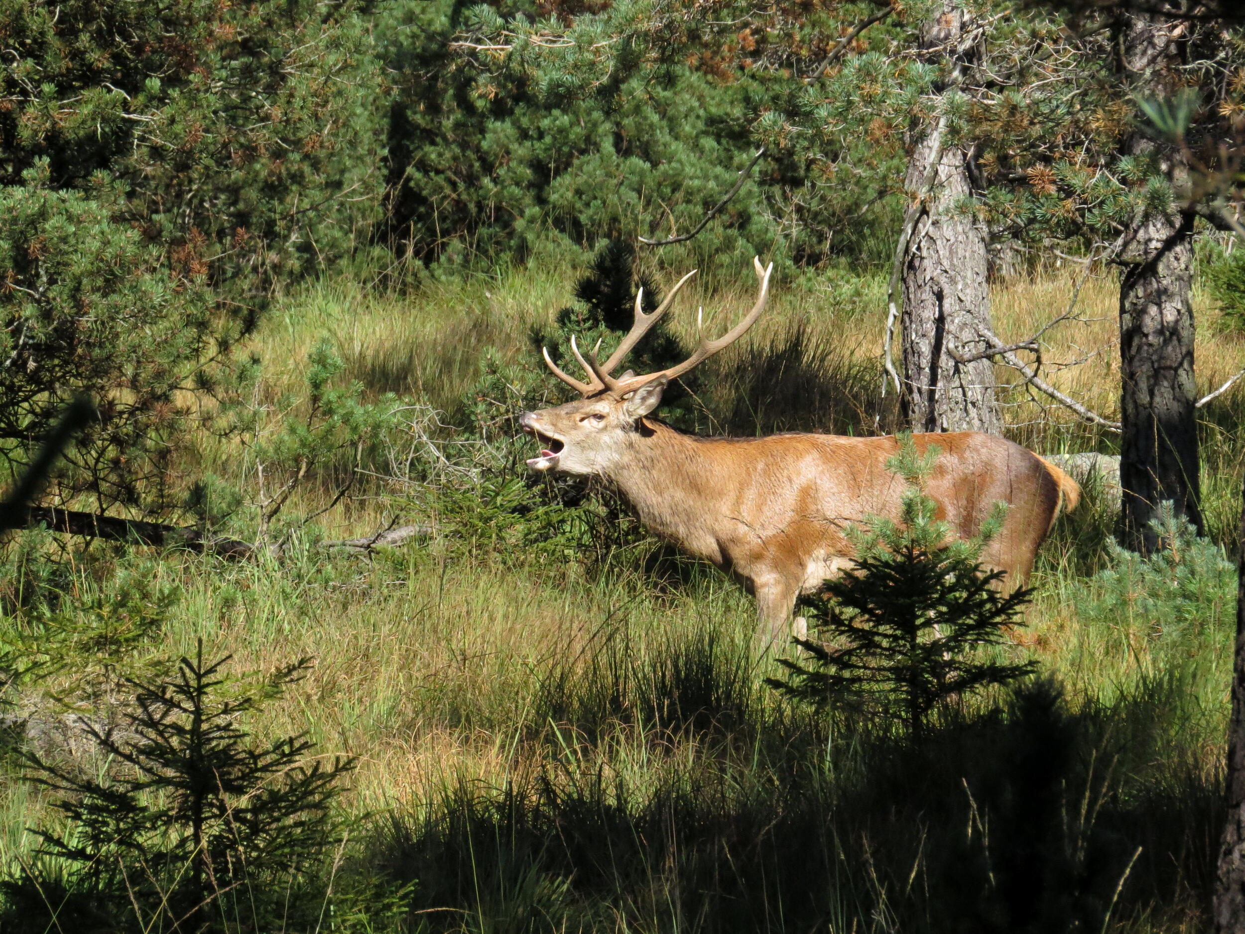 Ein Hirsch macht sich bemerkbar © Walter Finkbeiner (Nationalpark Schwarzwald)