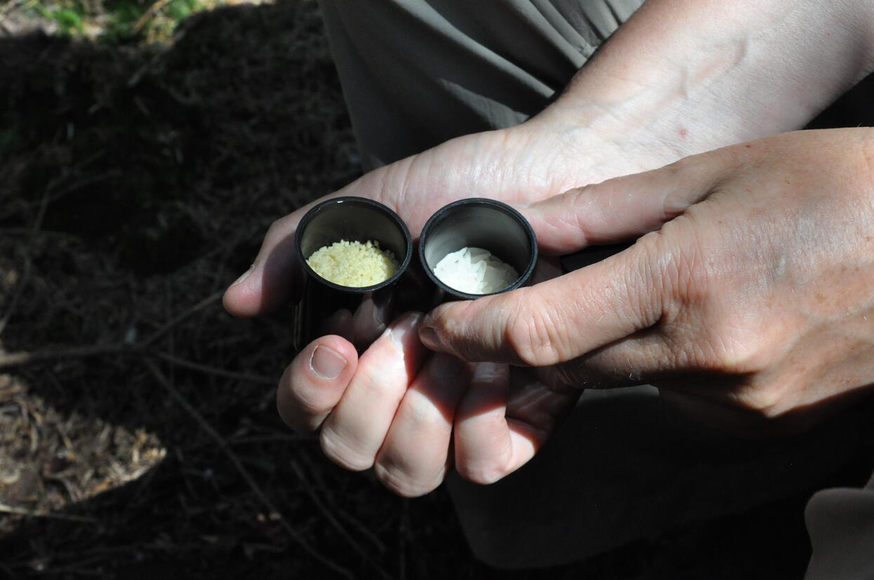 Null Treffer beim Hören-Memory. © Nina Blazon Eine Hand hält zwei kleine, schwarze Dosen mit Grieß und Reis. Foto: Nina Blazon