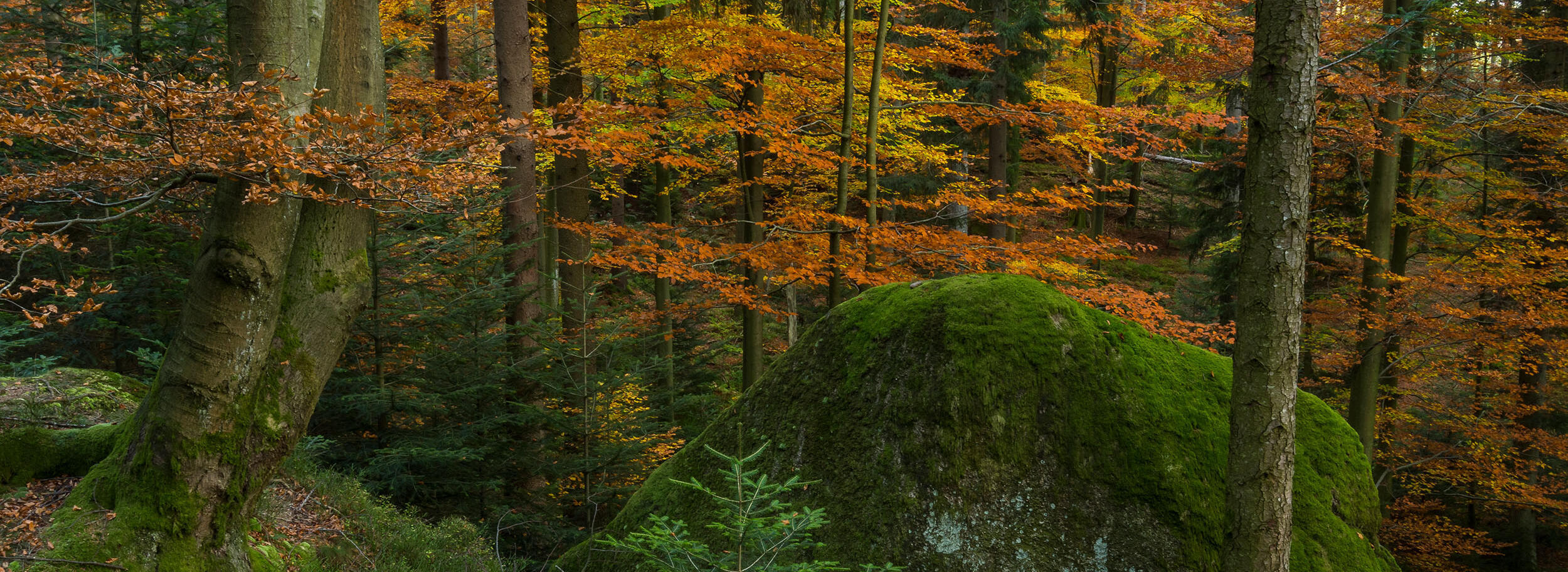 Aufnahme vom Luchspfad - Foto: Luis Scheuermann (Nationalpark Schwarzwald)