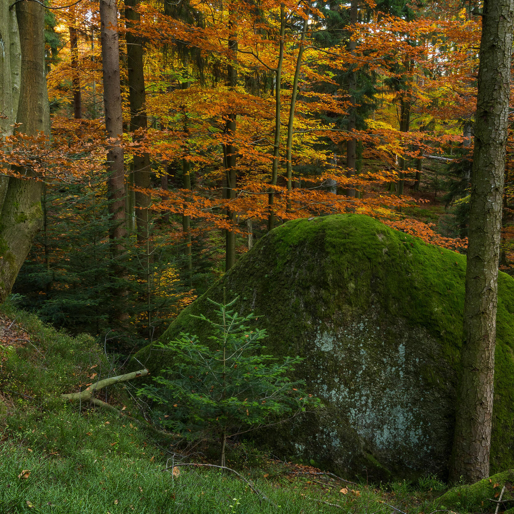 Aufnahme vom Luchspfad - Foto: Luis Scheuermann (Nationalpark Schwarzwald)