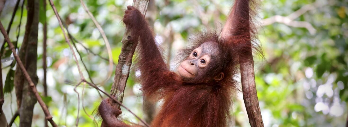 Orang-Utan