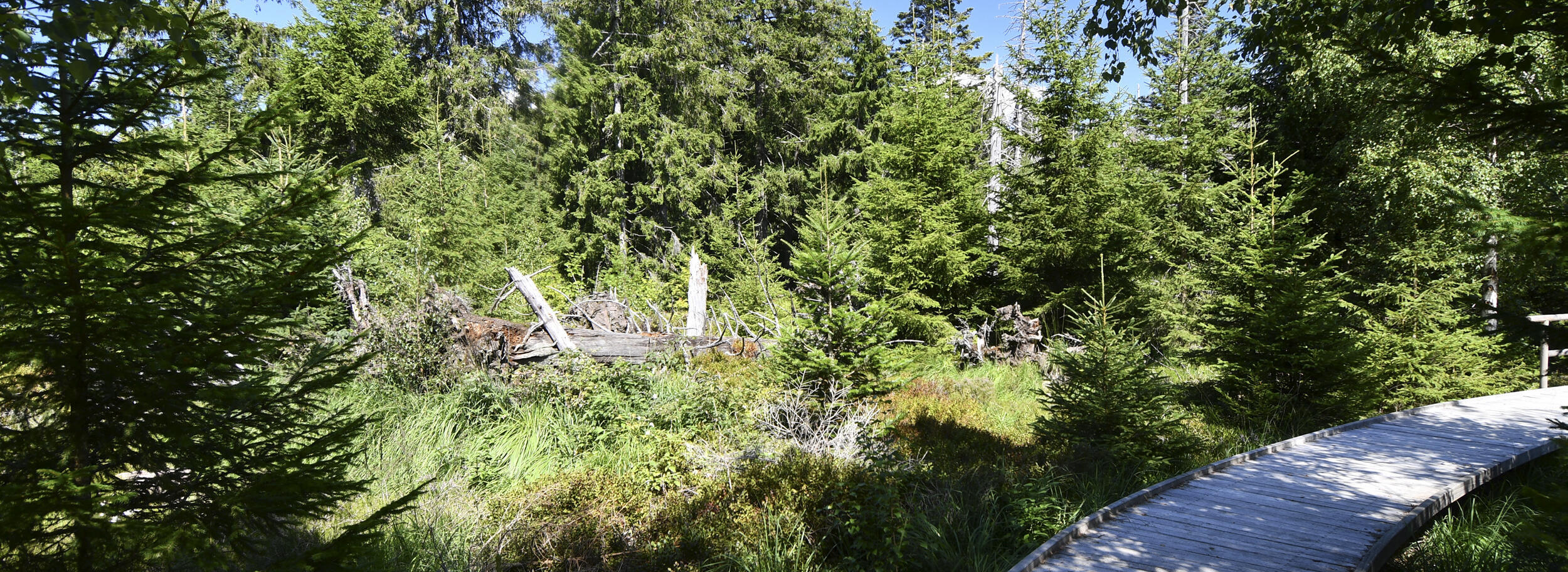 Ein Bohlenpfad schlängelt sich durch eine Waldlandschaft mit liegendem Totholz.