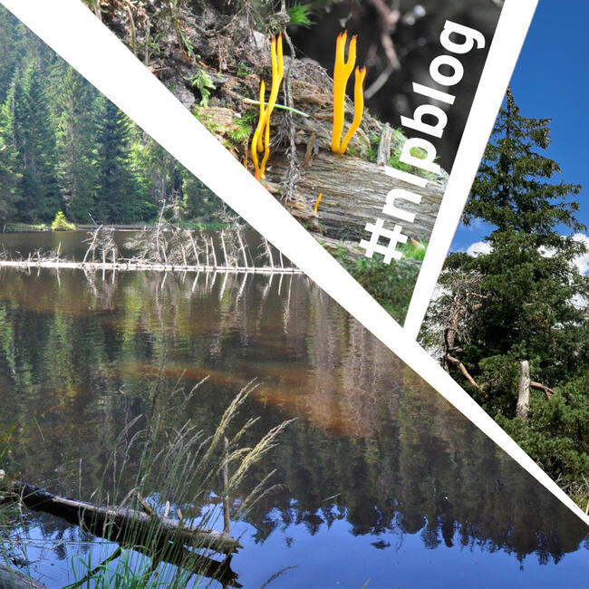 Collage aus drei Bildern: Waldsee, orangefarbener Pilz, Tanne. Fotos: Nina Blazon (2)/Iris Lemanczyk