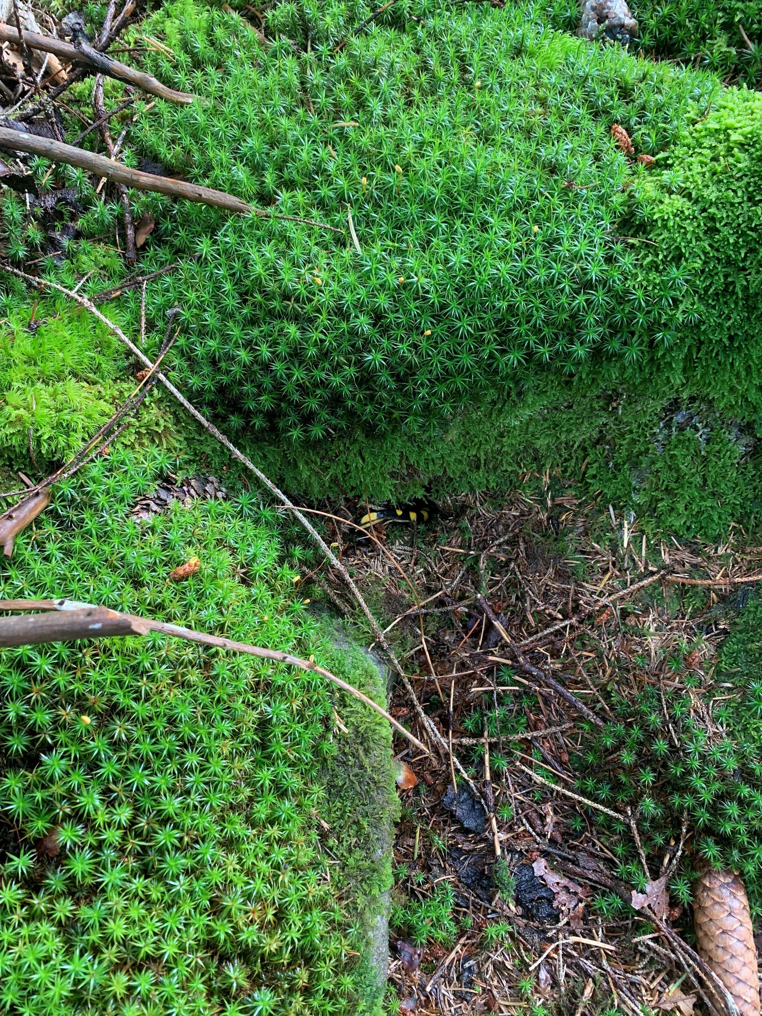 Salamander © Luis Scheuermann (Nationalpark Schwarzwald)