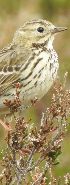 Wiesenpieper © Marc Förschler