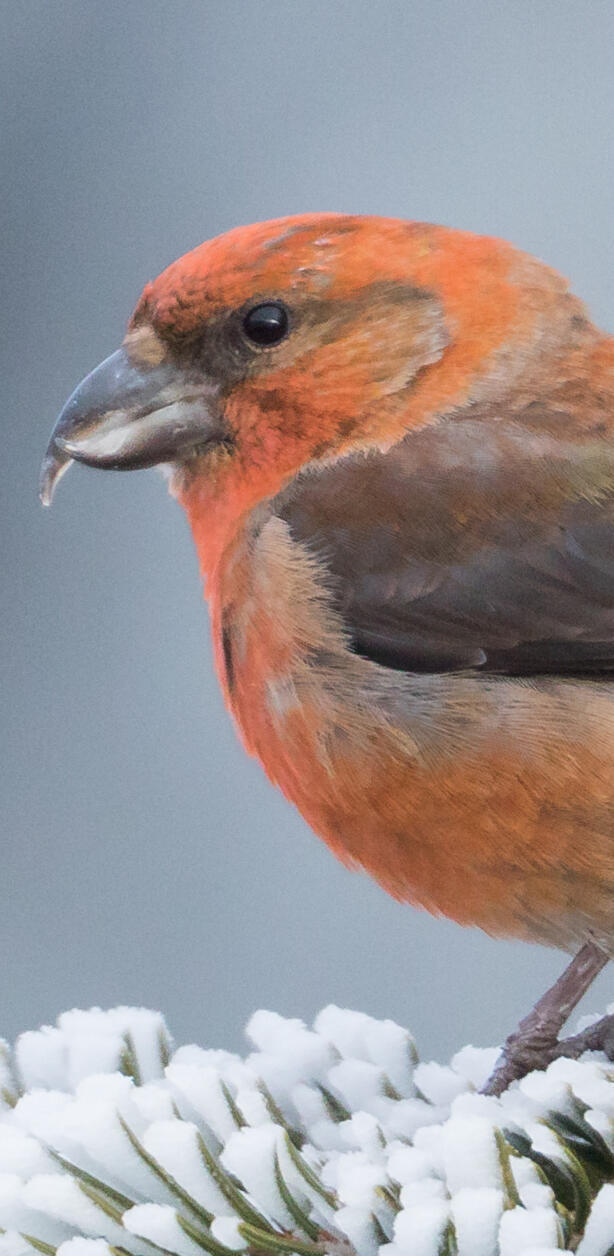 Fichtenkreuzschnabel © Ralph Martin