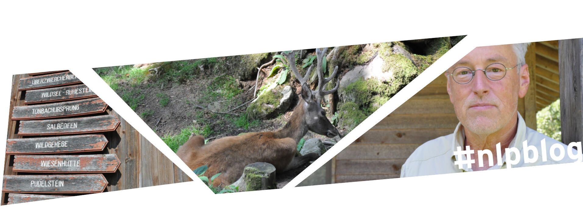 Kollage aus drei Bildern: Schilderbaum, Hirsch, Roger Cornitzius