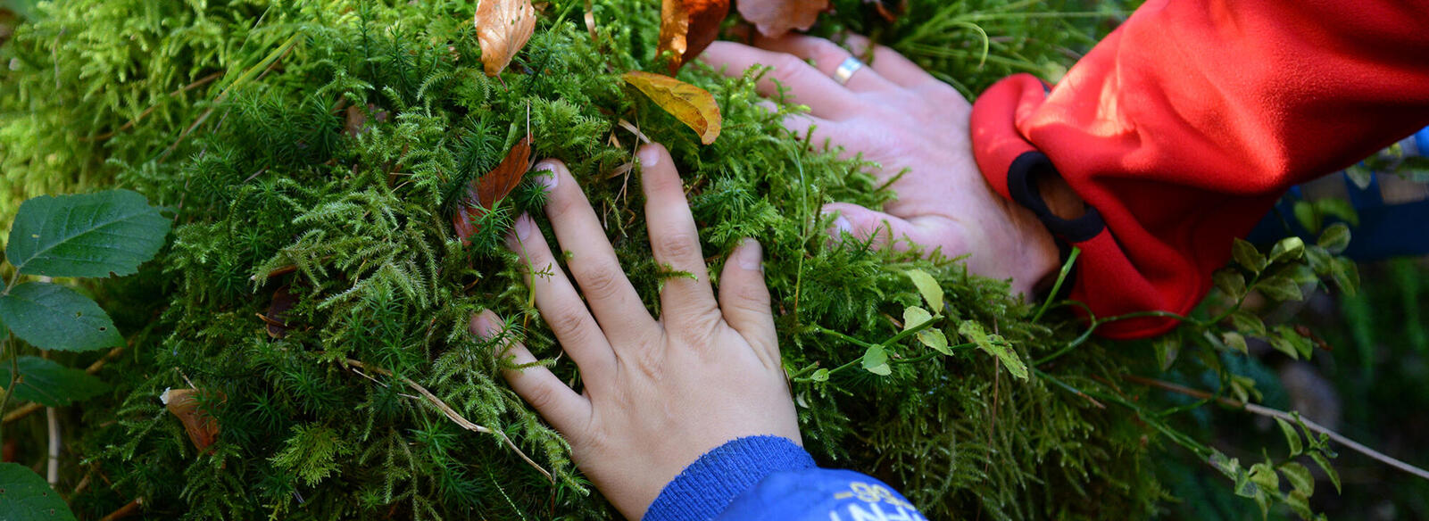 Eine Männerhand und eine Kinderhand ertasten ein dickes, weiches Moospolster