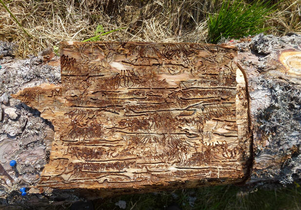 Ein Stück Baumrinde einer Fichte, umgedreht und von innen zu sehen. Zu erkennen sind zahlreiche Gräben und KAnäle, die alle im rechten Winkel von einer langen mittleren Spur ausgehen.
