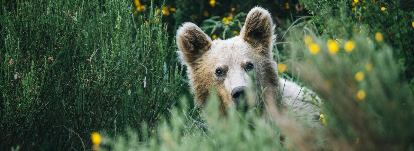 Braunbär im Gebüsch - Spanien, Somiedo, ©Wild Europe e.V. 