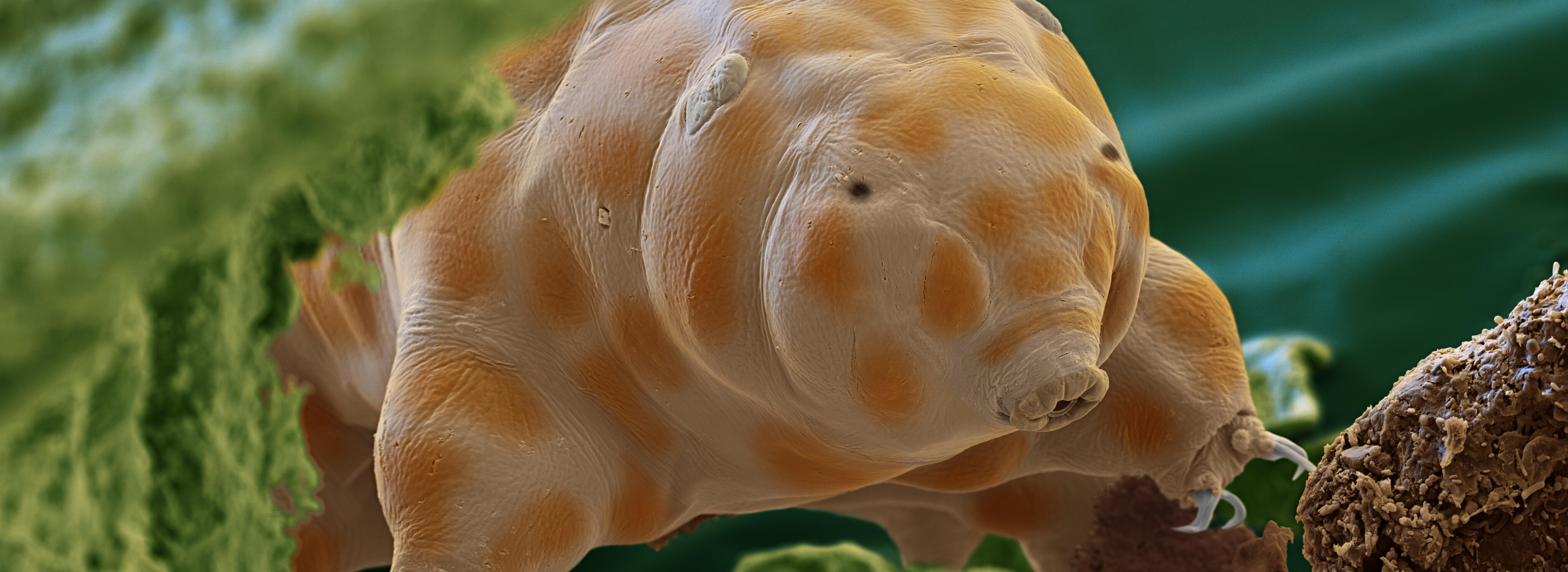 Ein Bärtierchen, hell und dunkler rosa gefleckt scheint zwischen grünen Blättern zu schweben. Foto: Eye of science