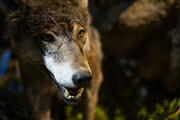 Der Wolf lässt sich auch im Nationalparkzentrum beobachten © Daniel Müller (Nationalpark Schwarzwald)