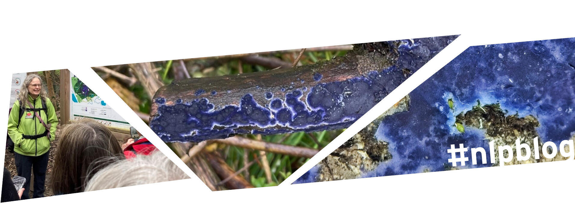 Kollage aus drei Bilder: Wanderführerin Silke Kluth, blauer Rindenpilz