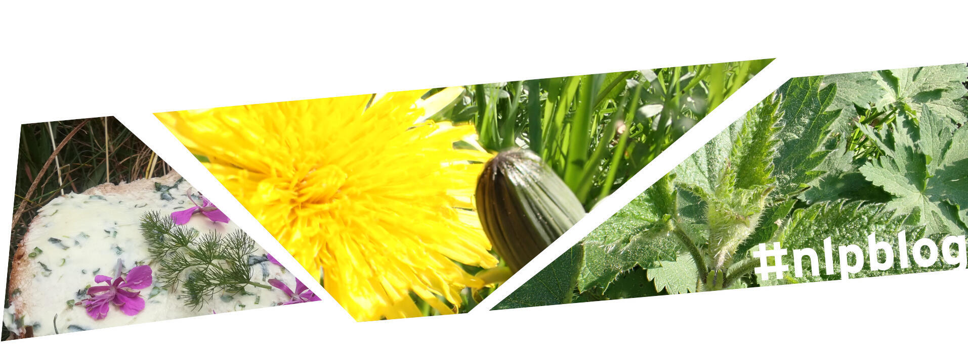 Brot mit Belag aus Schmand und Blüten, Löwenzahnblüte, Brennnessel
