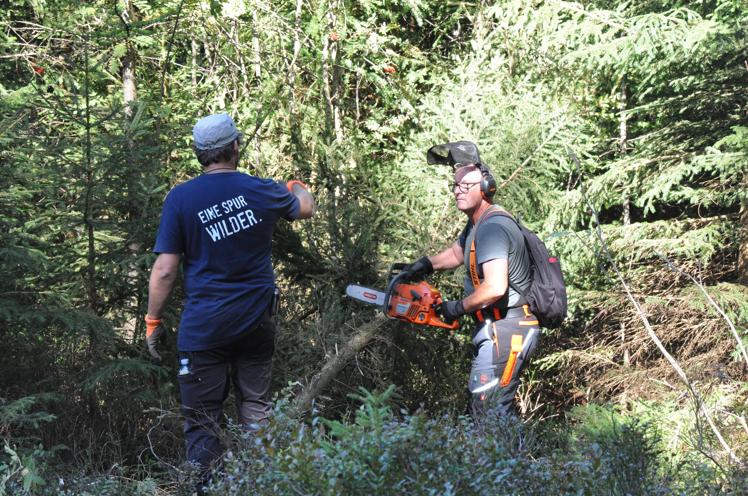 Zwei Männer, einer hält eine Motorsäge an einen Baumstamm, einer steht mit dem Rücken zur Kamera, zeigt auf einen Baum. Zusammen stehen sie inmitten von Nadelwald.