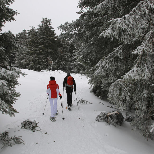Zwei Menschen in Winterkleidung wandern mit Stöcken und Schneeschuhen durch einen verschneiten Wald. Foto: Franziska Lemoine (Nationalpark Schwarzwald)