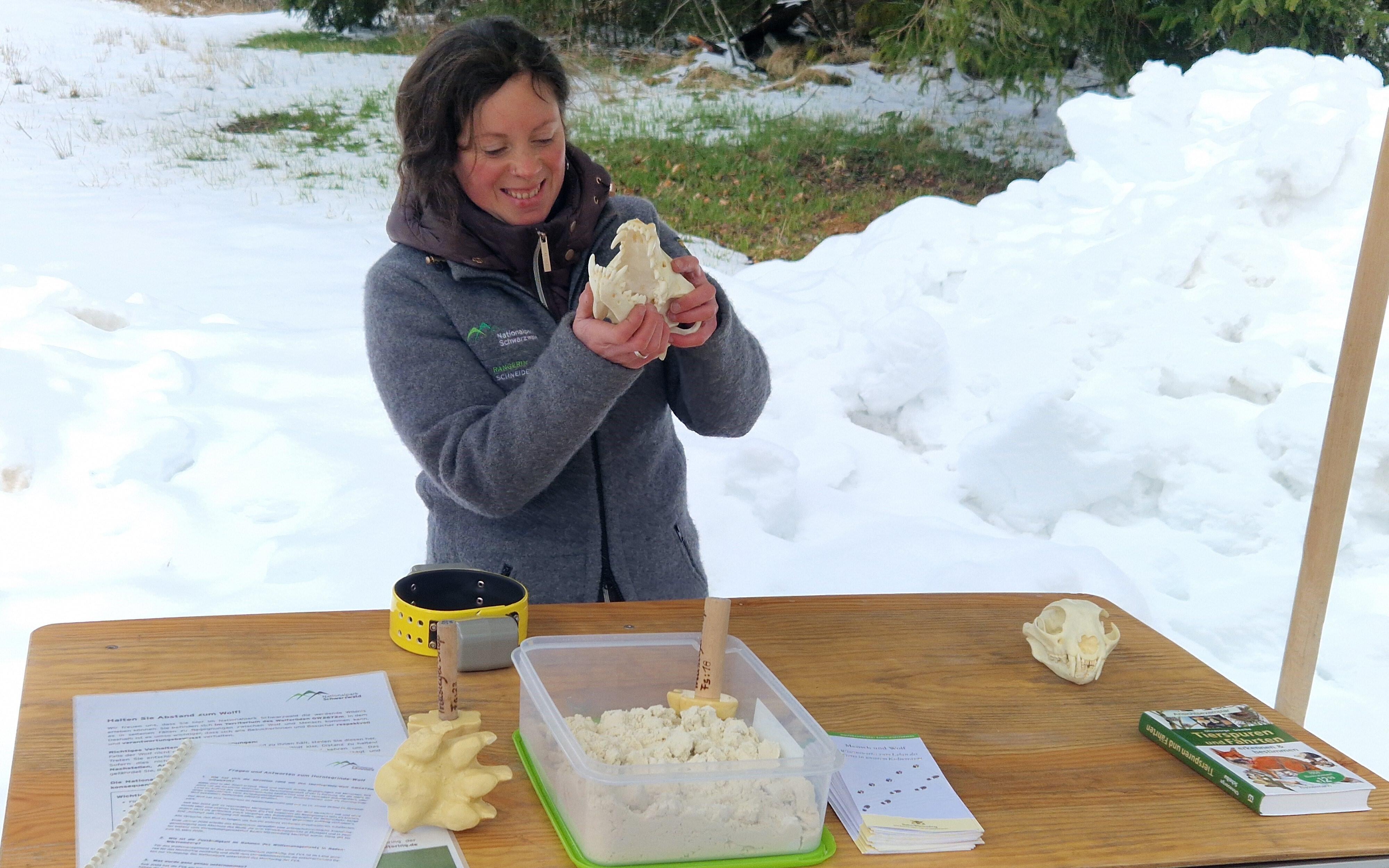Der Wolf im Nationalpark