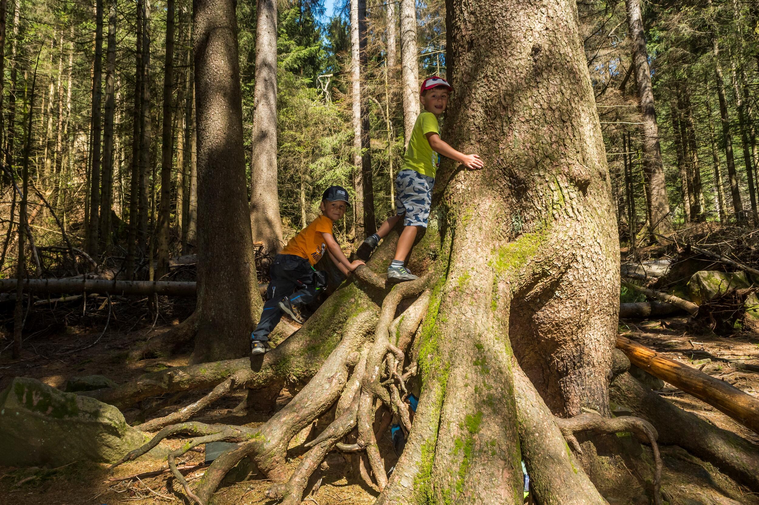 Kinder klettern auf einem alten Baum © Luis Scheuermann (Nationalpark Schwarzwald)