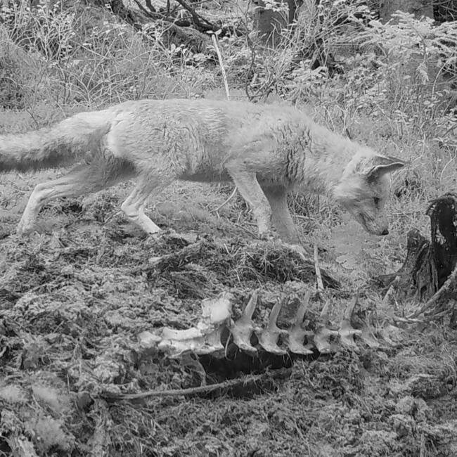 Bild aus einer Wildtierkamera: Ein Rotfuchs sucht nach fressbaren Resten an einem Kadaver. © Raffael Kratzer (Nationalpark Schwarzwald)