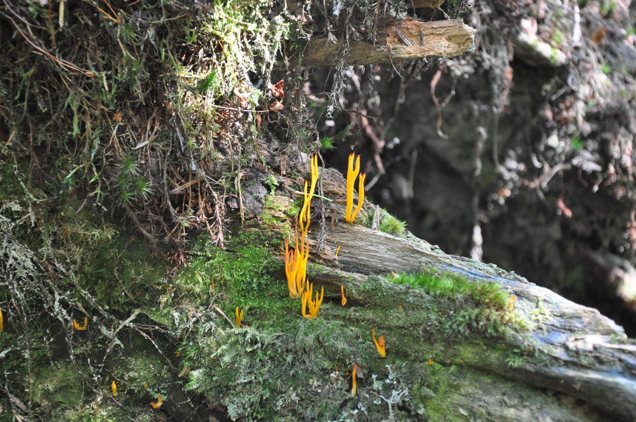 Auf einem moosbewachsenen Baumstamm wächst ein orangefarbener Pilz in die Höhe. Foto: Nina Blazon