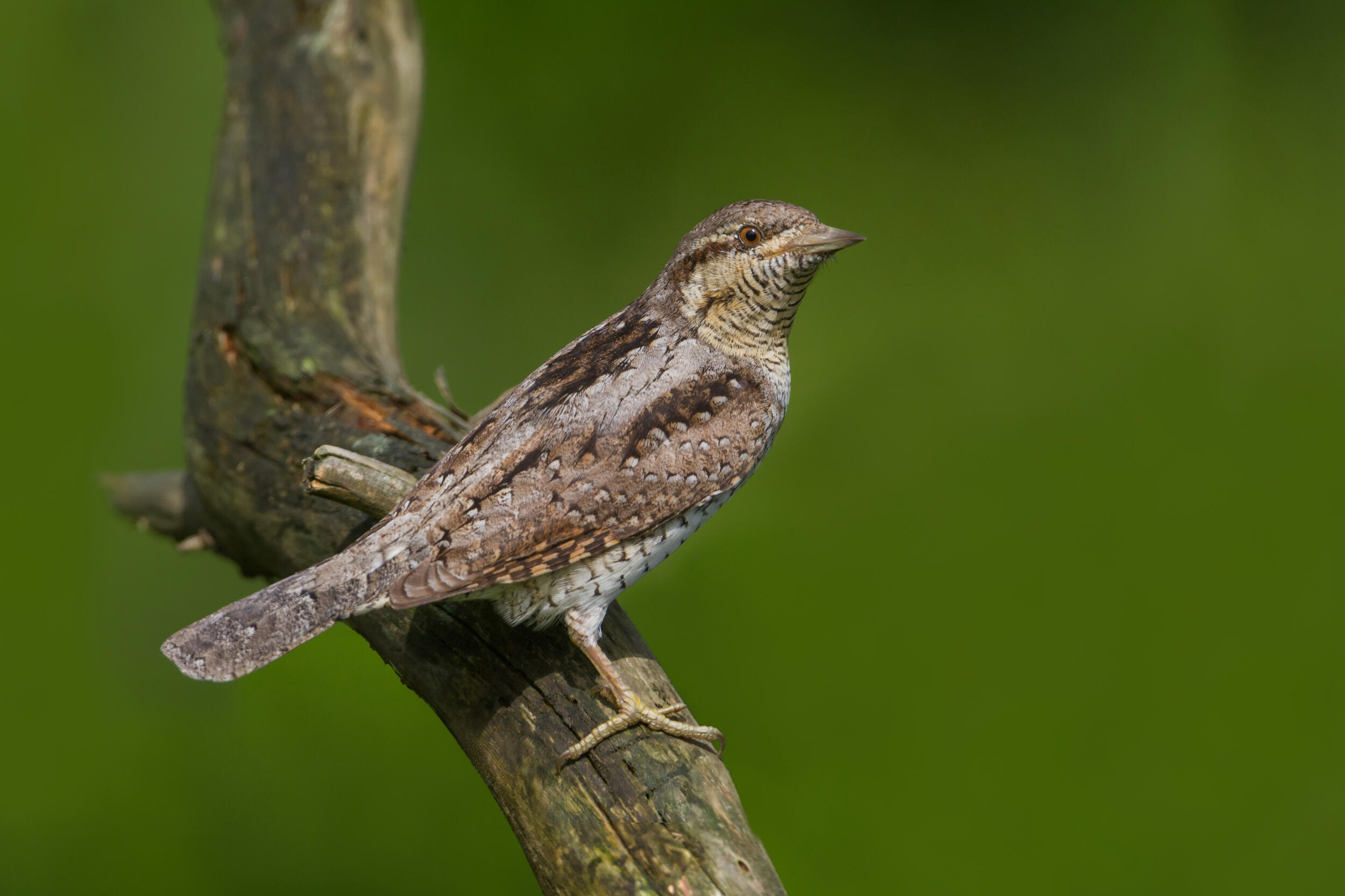 Ein Wendehals-Specht sitzt auf einem Baumstamm © Ralph Martin Ein Wendehals-Specht sitzt auf einem Baumstamm © Ralph Martin
