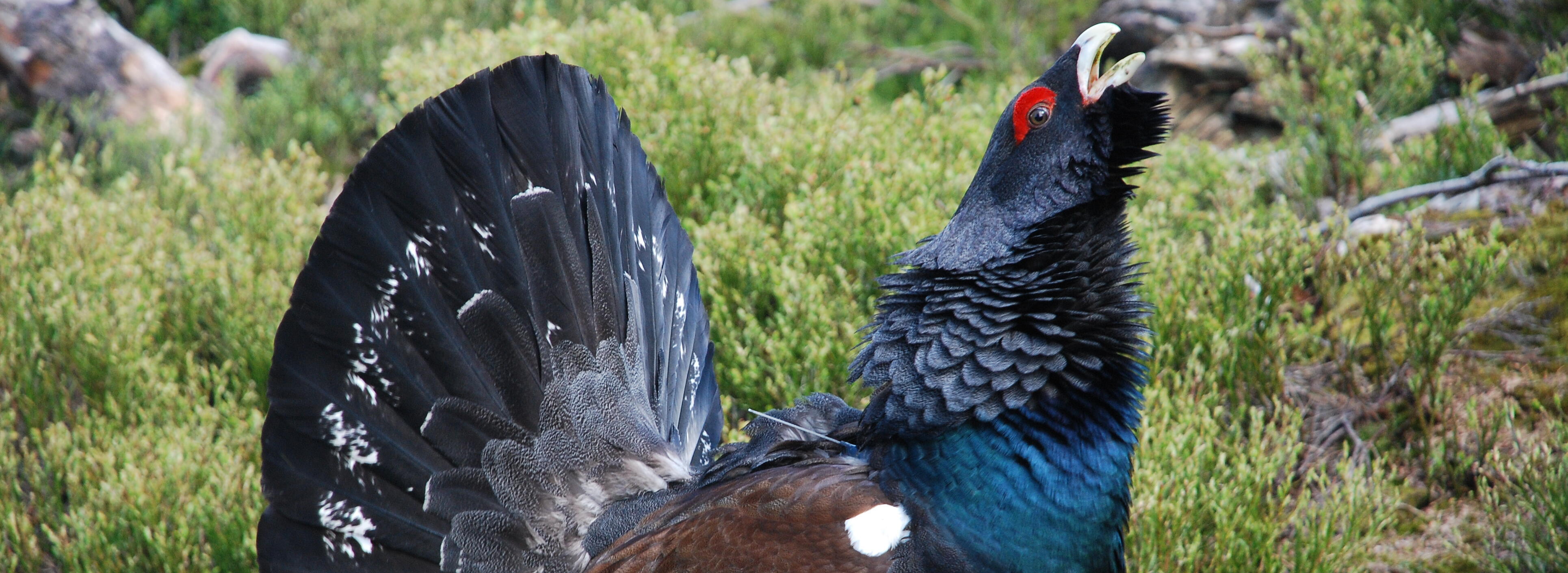 Ein balzender Auerhahn auf einer wilden Heidefläche. Foto: Charly Ebel (Nationalpark Schwarzwald)