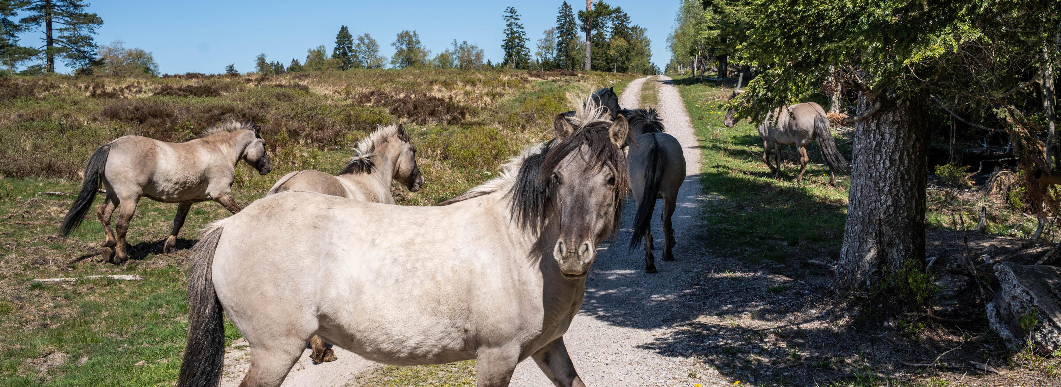 Sechs große Pferde stehen auf einem Weg. Im Hintergrund sind Grinden (offene Bergweiden). Rechts ist Wald. Ein Pferd steht direkt vor der Kamera. Foto: Daniel Müller