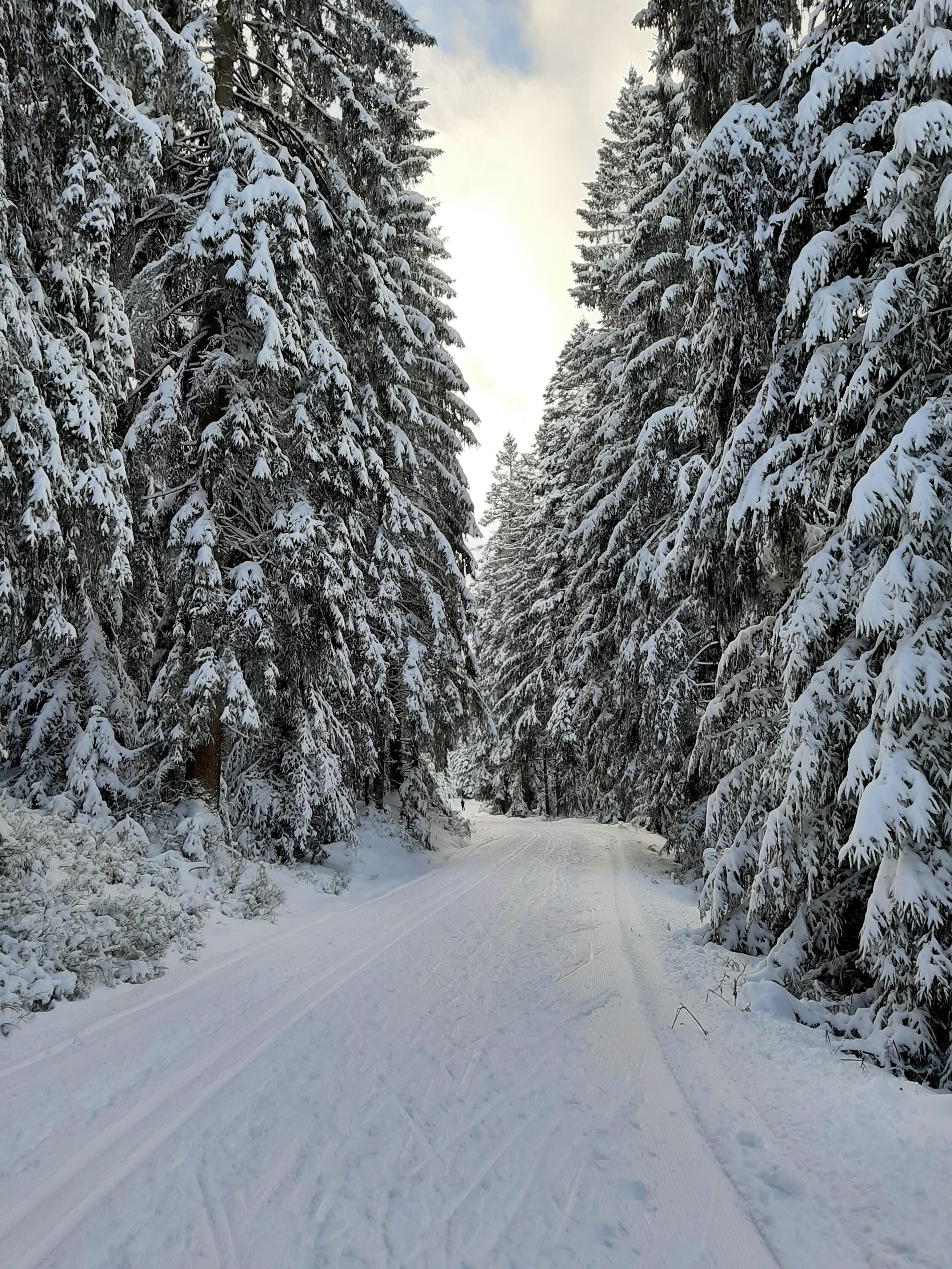 Eine winterliche Landschaft. Ein Weg führt durch den verschneiten Wald. Foto: Tim Tschöpe 