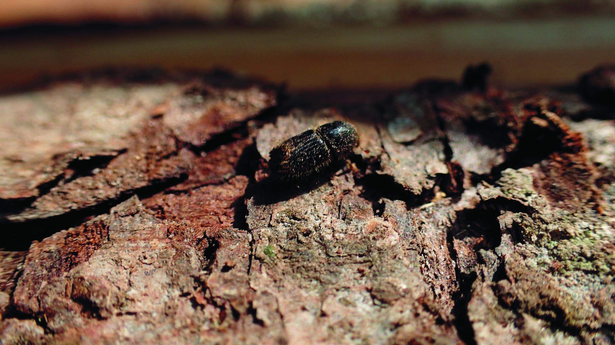Ein Borkenkäfer auf einer Rinde.