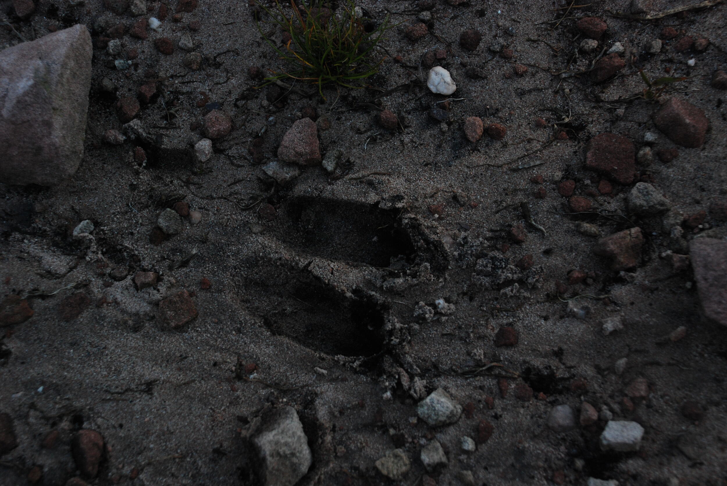 Spuren eines Rothirsches im Boden © Charly Ebel (Nationalpark Schwarzwald)