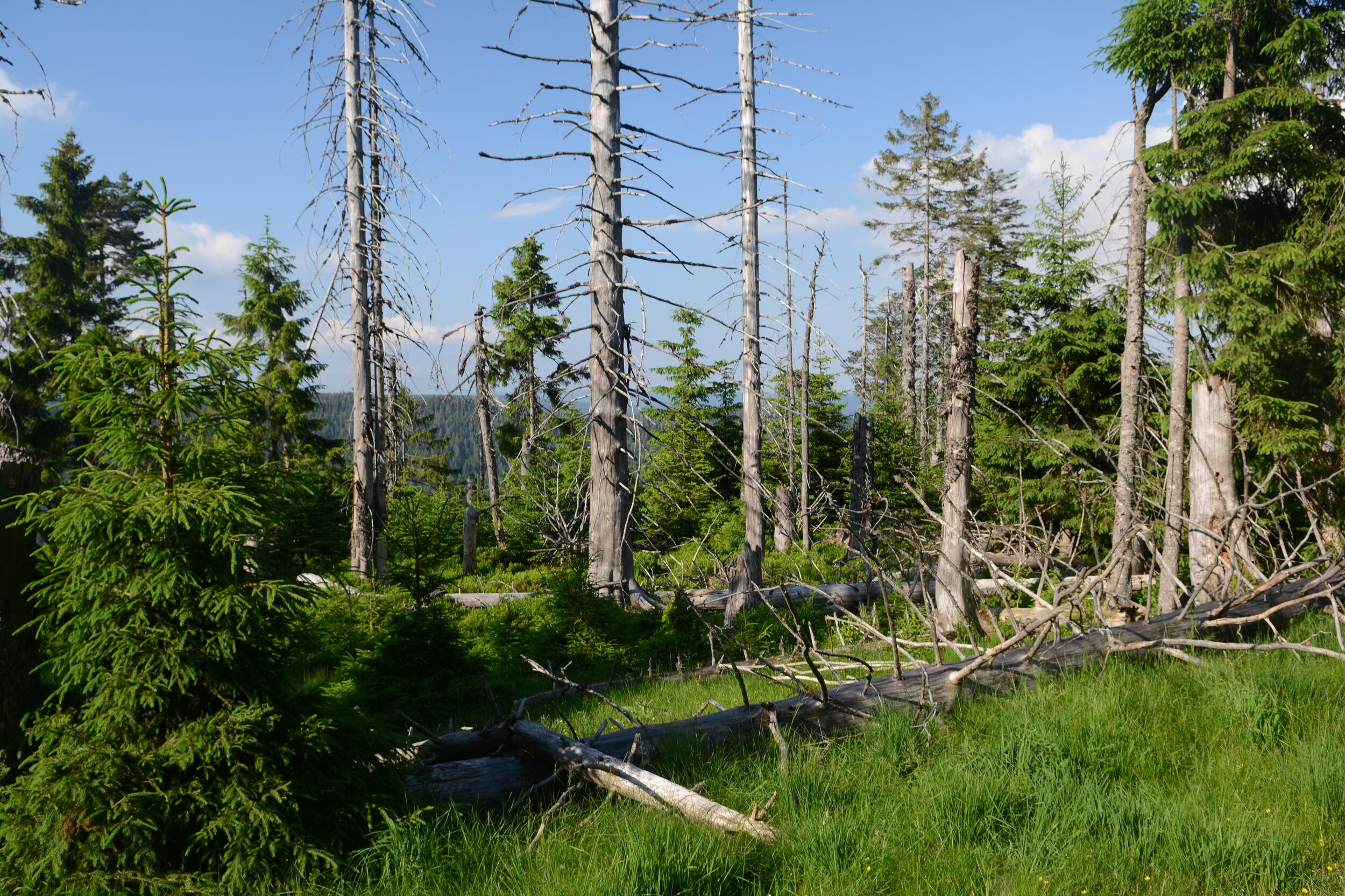 Wilder Wald am Stübelskopf mit stehendem und liegendem Totholz
