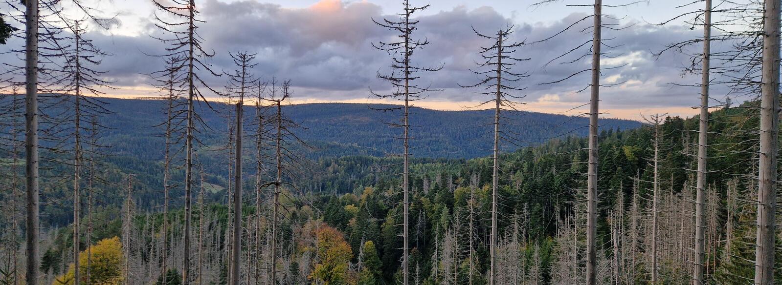 Blick über abgestorbene Baumstämme und lichte Waldflächen im Schwarzwald auf bewaldete Höhenzüge. Am Horizont leuchten ein schmaler orangfarbener Streifen am Abendhimmel unter einer Wolkendecke.