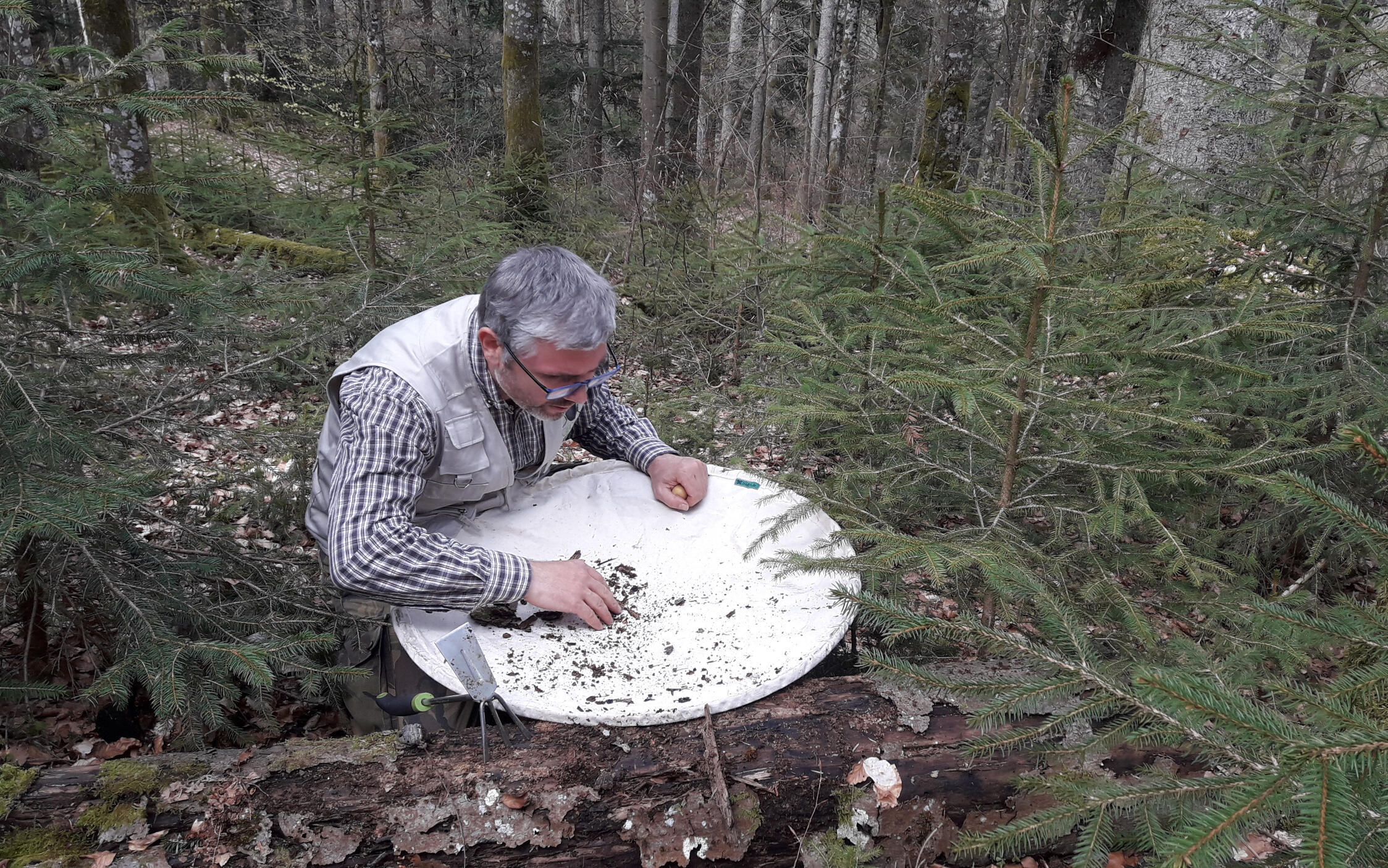 Starke Rückgänge bei Laufkäfern