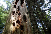 Abgestorbener Baum am Wildnispfad