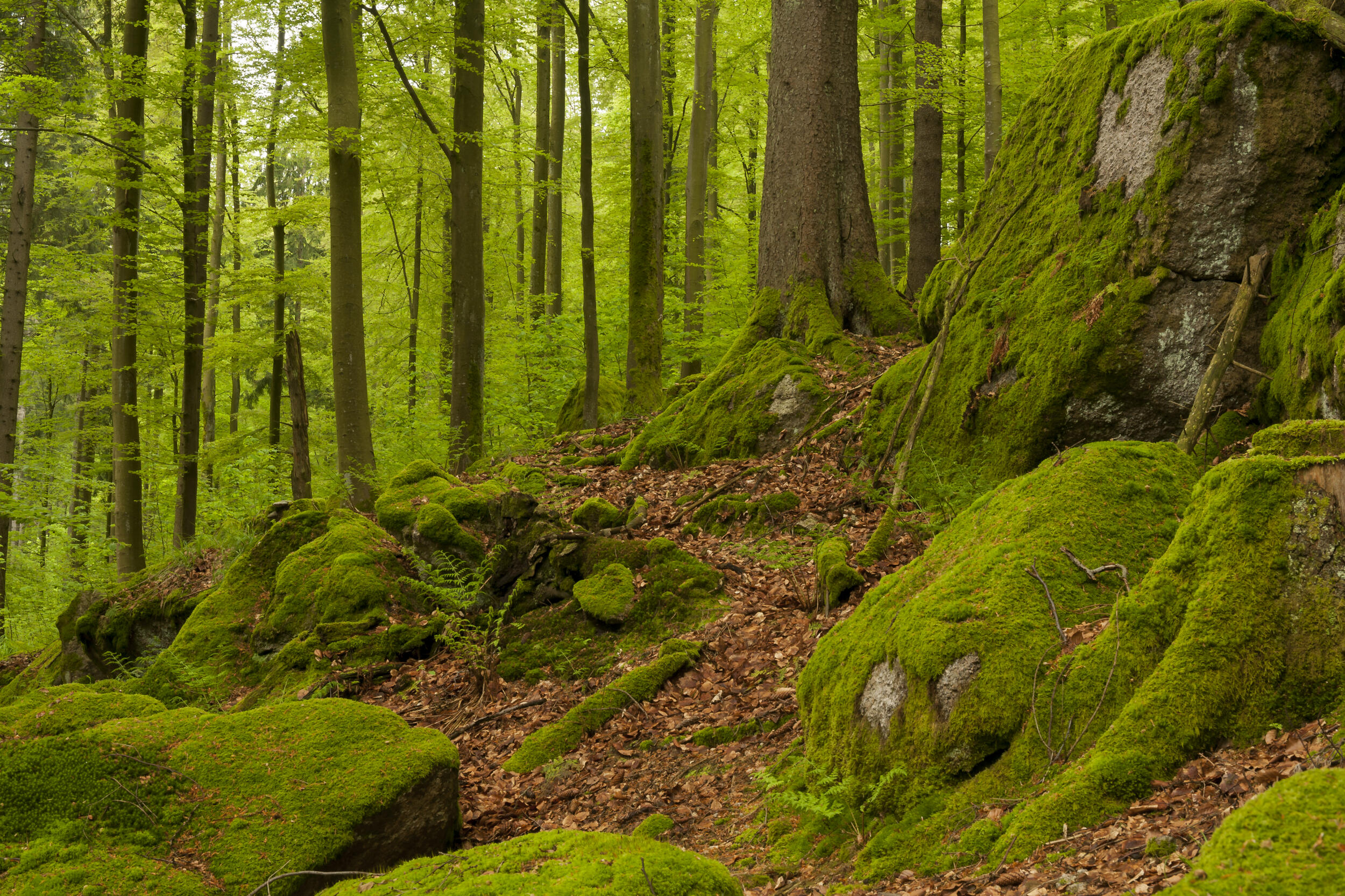 Frühling am Plättig © Luis Scheuermann (Nationalpark Schwarzwald)