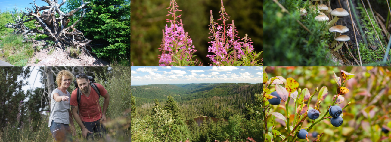 Bildcollage zeigt die Vielfalt im Nationalpark