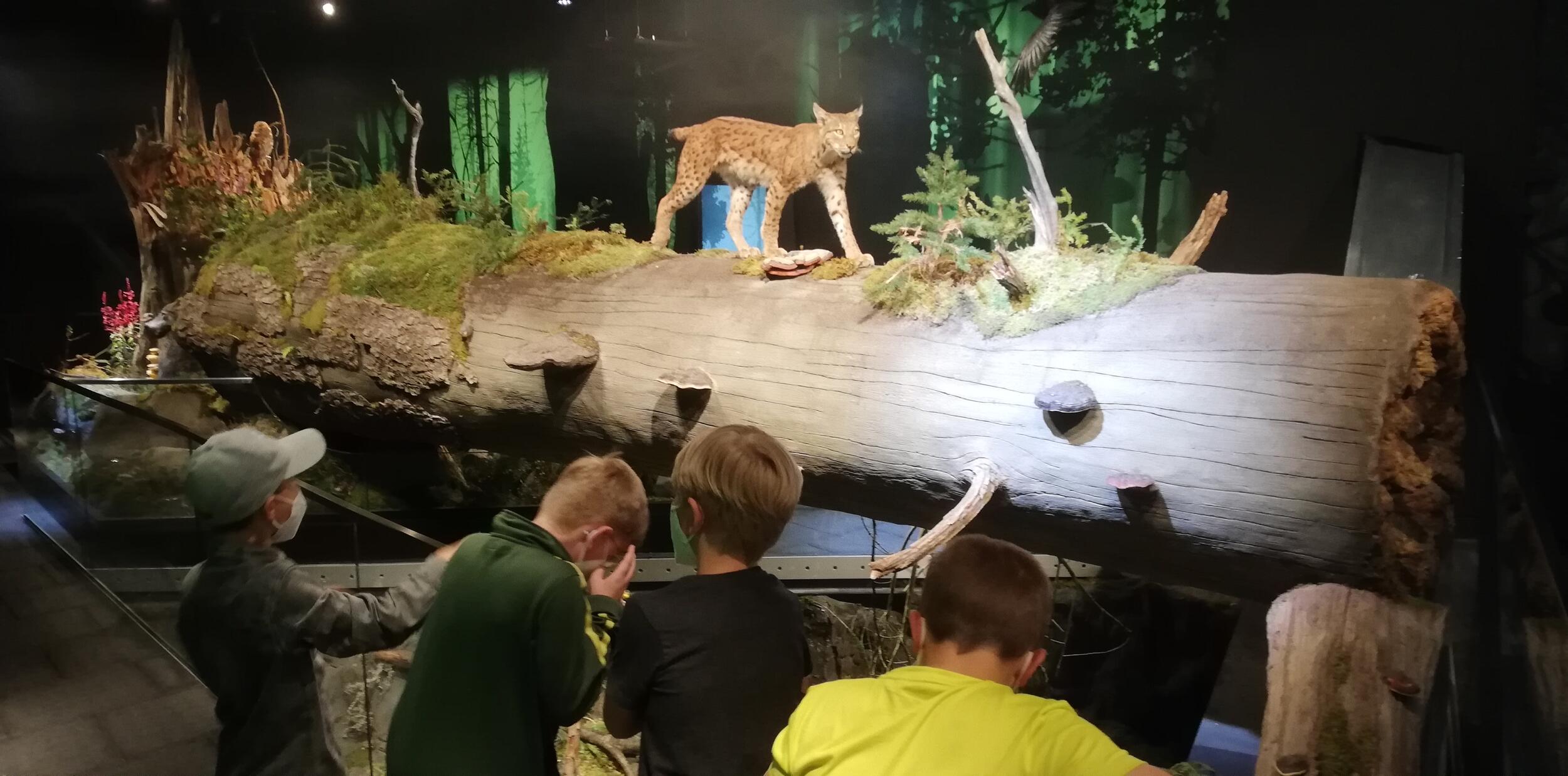 Grundschulkinder entdecken die Ausstellung im Nationalparkzentrum