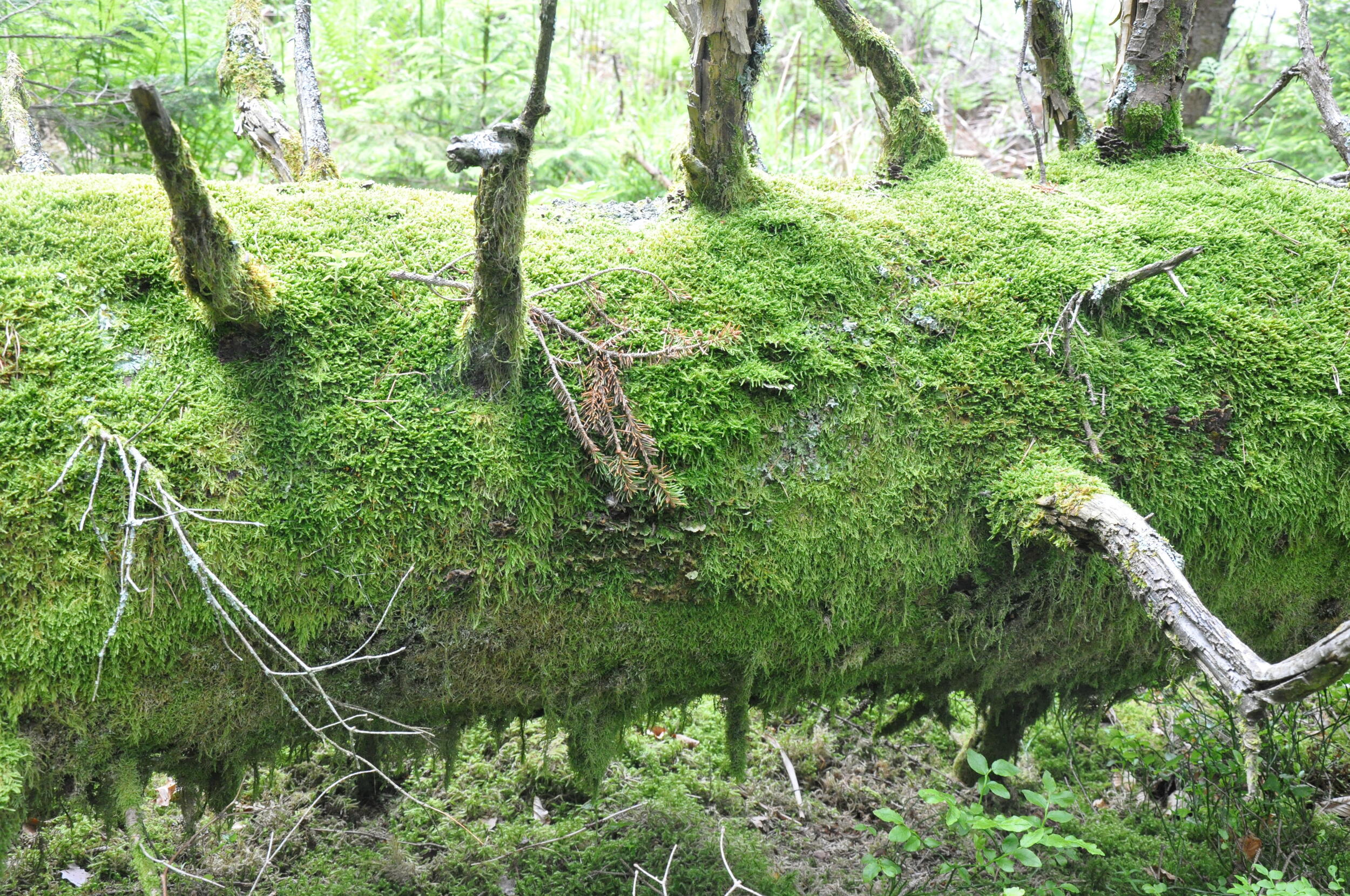 Moos auf Totholzstamm