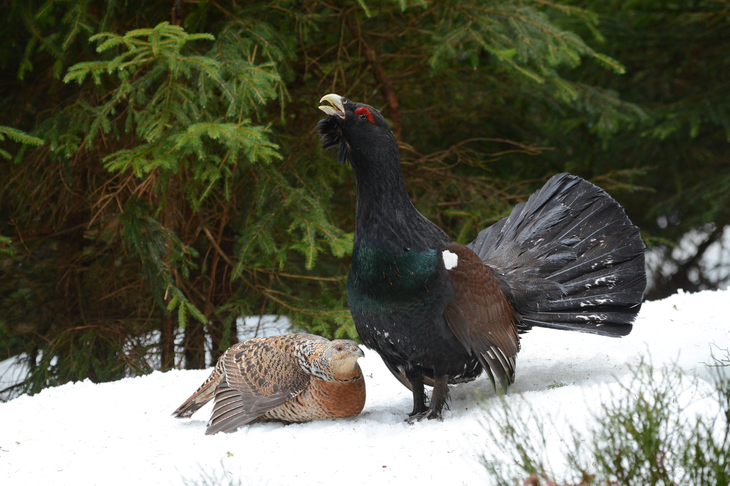 Auerhahn und Auerhenne im Schnee