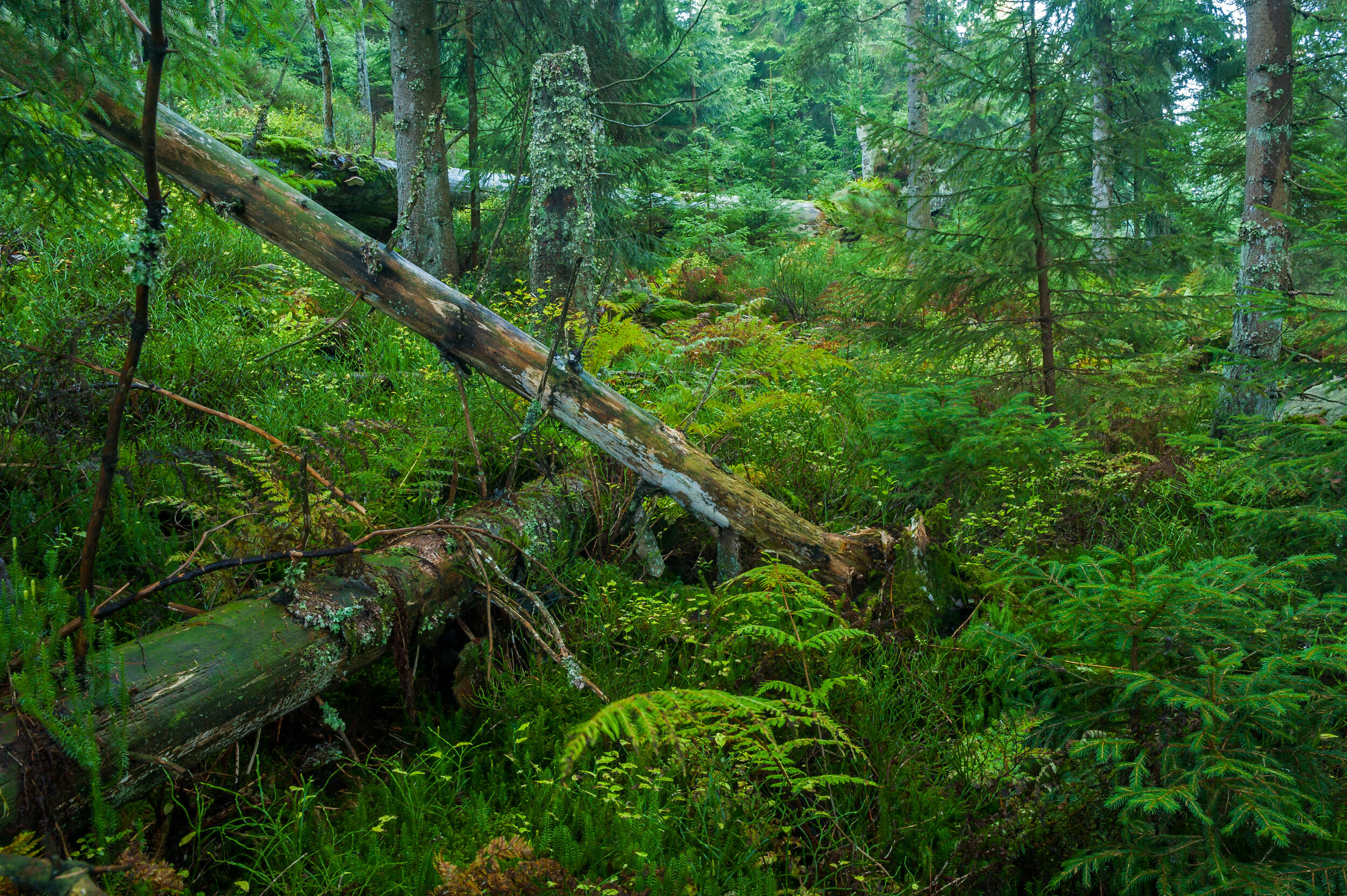 Wildnis © Luis Scheuermann (Nationalpark Schwarzwald)