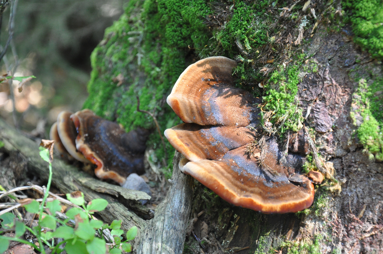 großer Baumpilz wächst wie eine braune Scheibe aus einem Baumstamm heraus. Foto: Nina Blazon