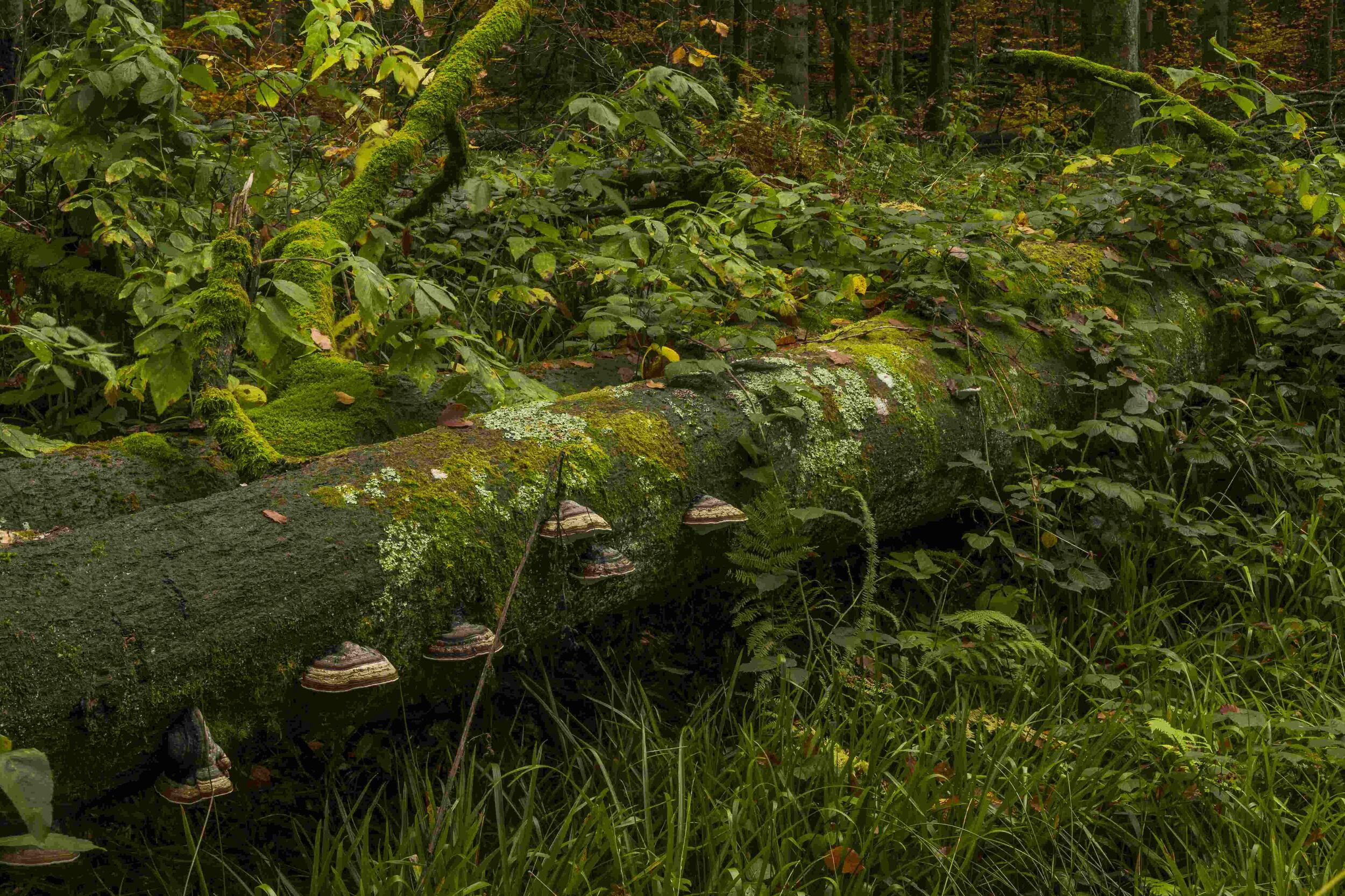 Baumpilze © Luis Scheuermann (Nationalpark Schwarzwald)