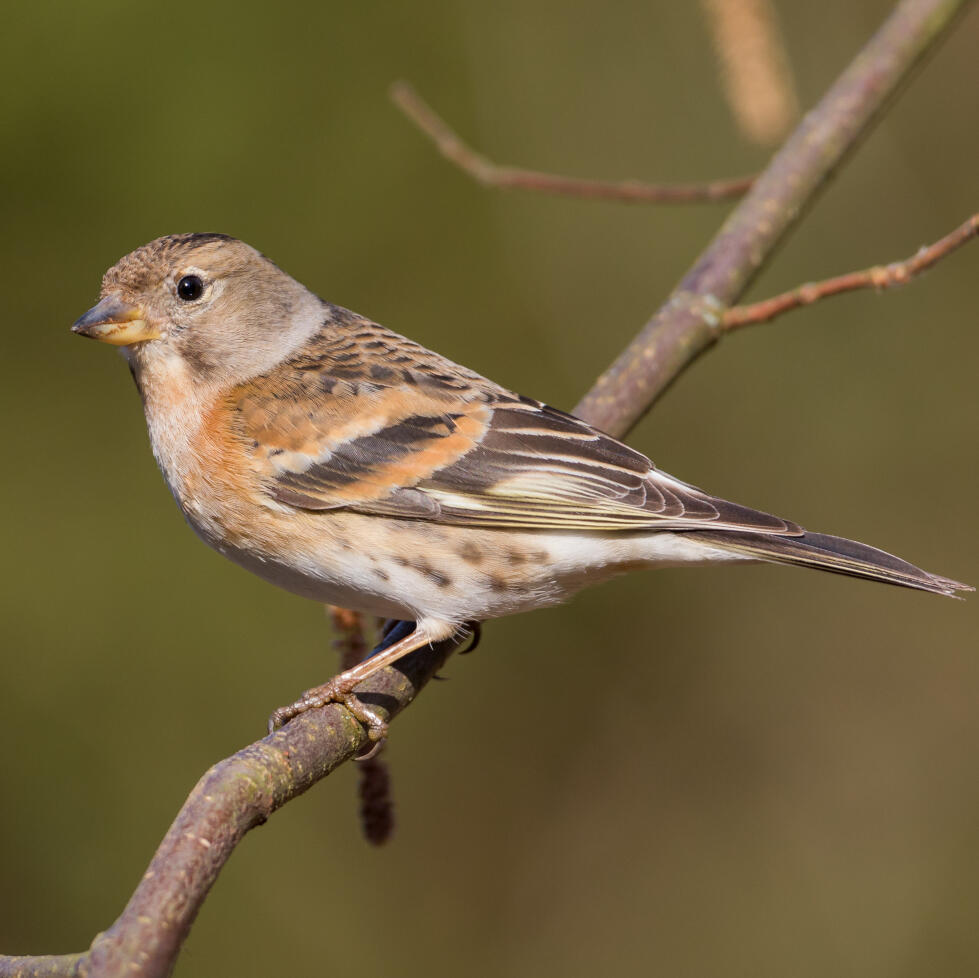 Bergfink © Ralph Martin