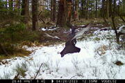 Ein Auerhahn fliegt auf den beschneiten Waldboden.